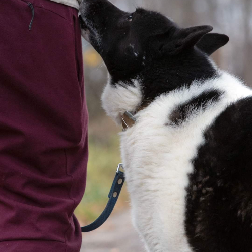 Suns adopcijai Sako