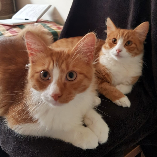 Kaķis adopcijai Tifānija un Teodors